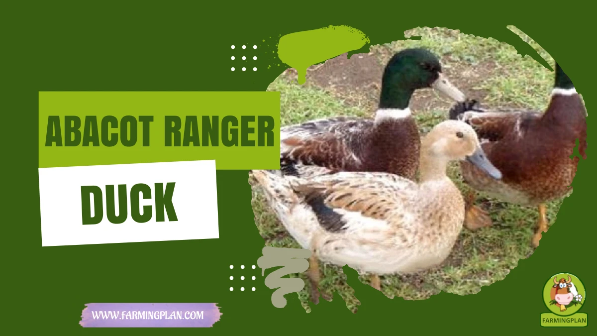 Abacot Ranger Duck