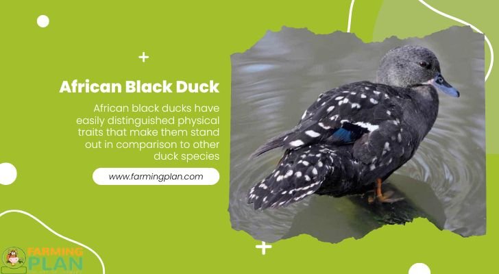 Best African Black Duck: Everything You Need To Know - Farming Plan