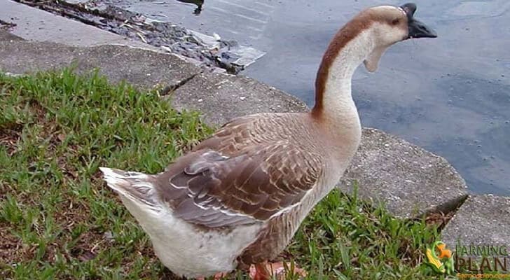 African Goose 