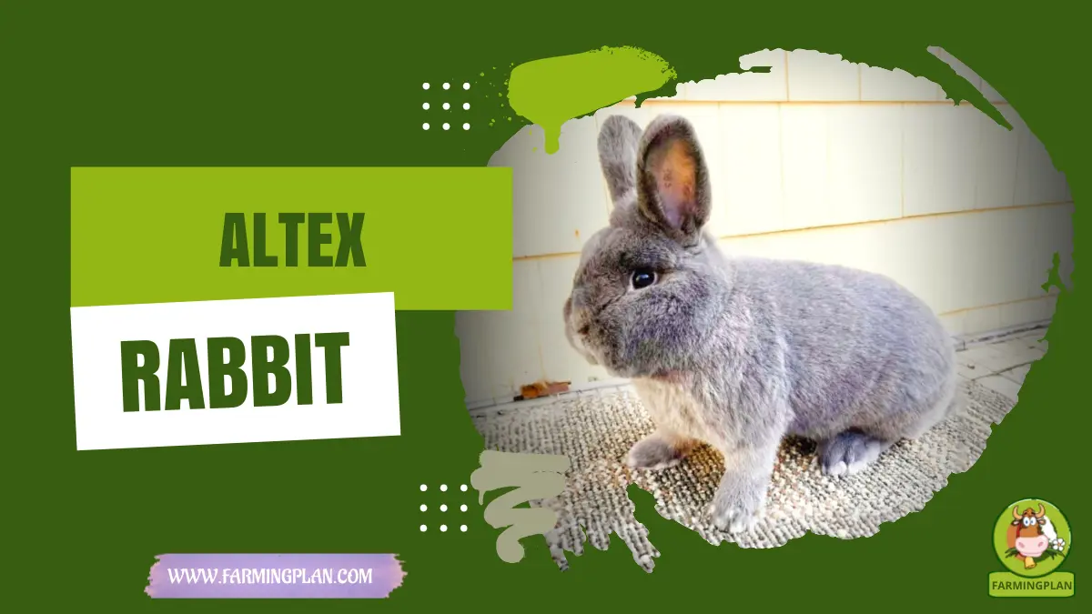 Amazing Altex Rabbit: Meat Bunny Choice | Farming Plan