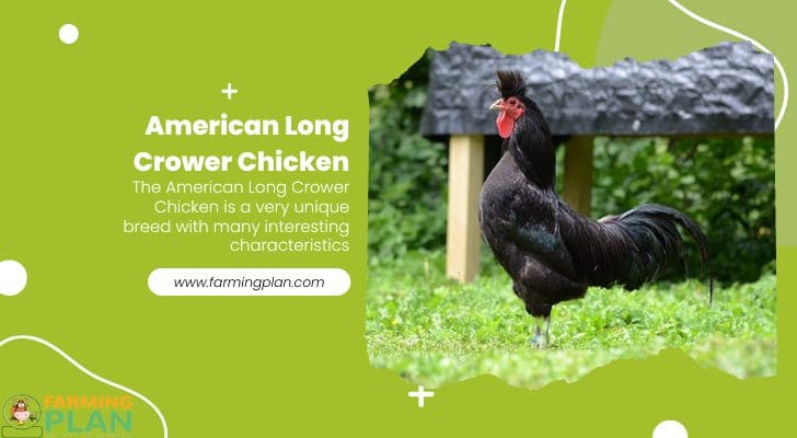 American Long Crower Chicken