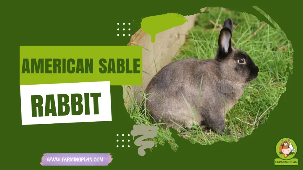 American Sable Rabbit