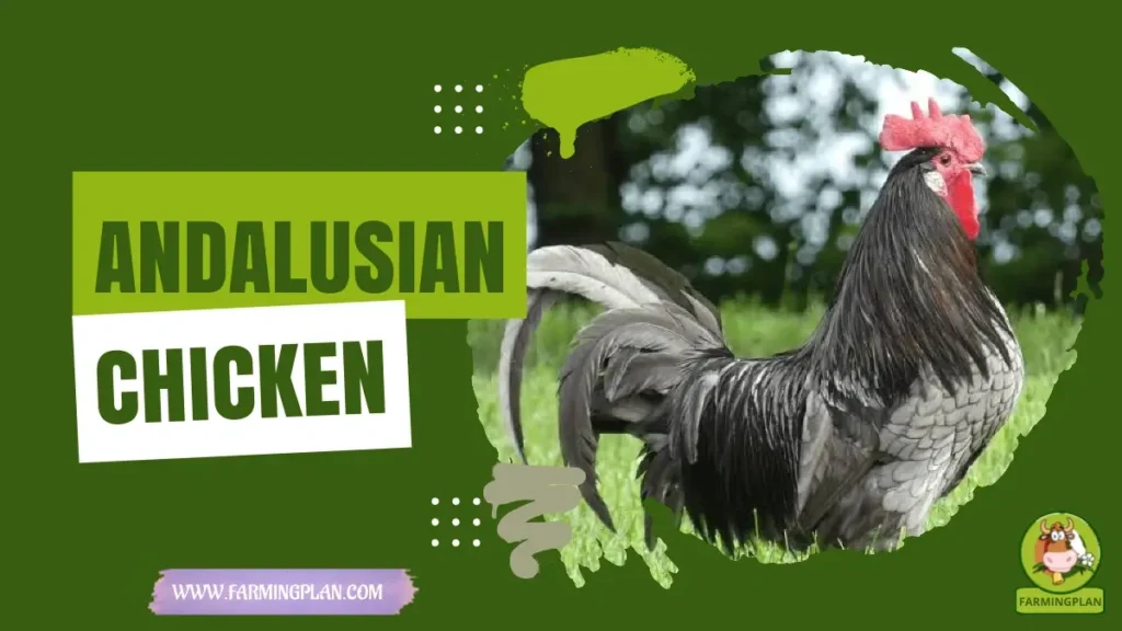 Andalusian Chicken