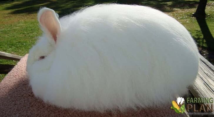 Angora Rabbit