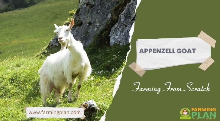 Appenzell Goat