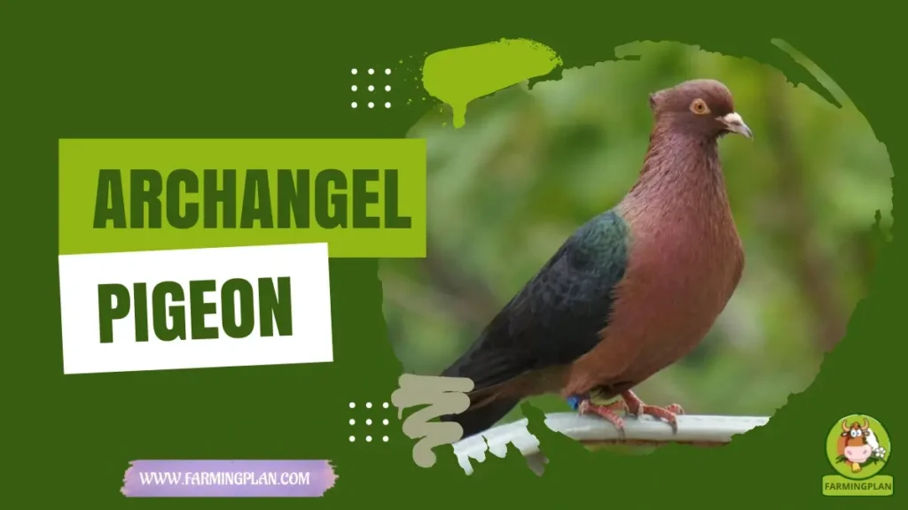 archangel pigeon
