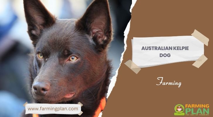 Australian Kelpie Dog