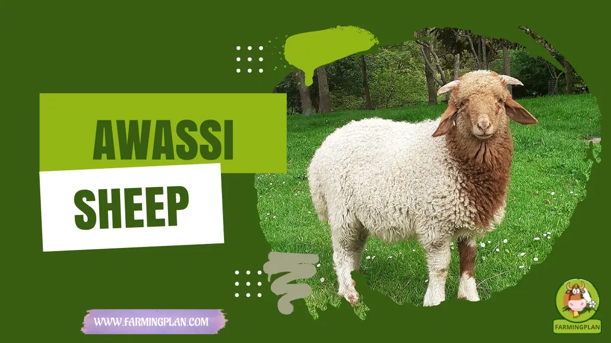Awassi Sheep