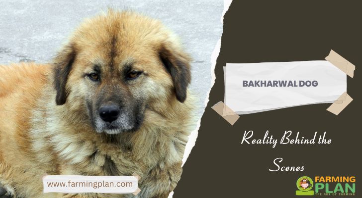 Bakharwal Dog: Reality Behind The Scenes - Farming Plan