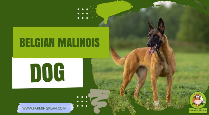 Belgian Malinois Dog