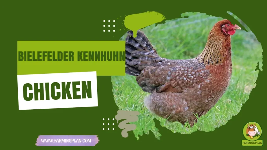 Bielefelder Kennhuhn Chicken