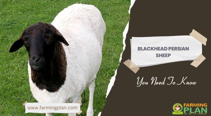 Blackhead Persian Sheep