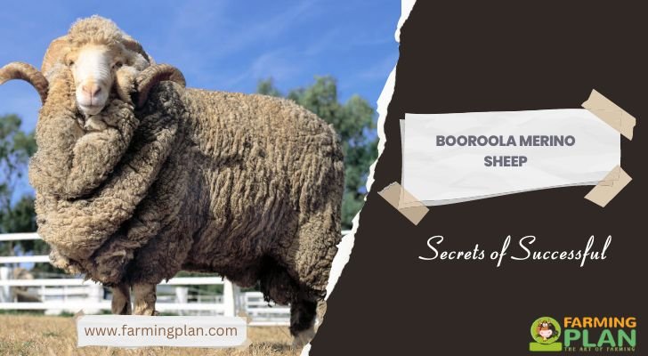 Booroola Merino Sheep