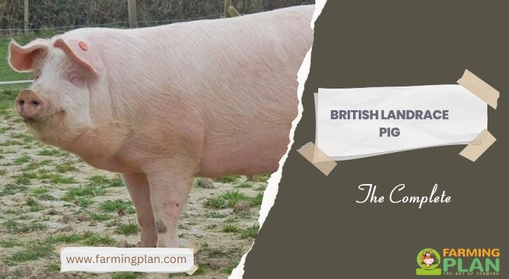 British Landrace Pig