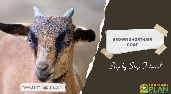 Brown Shorthair Goat