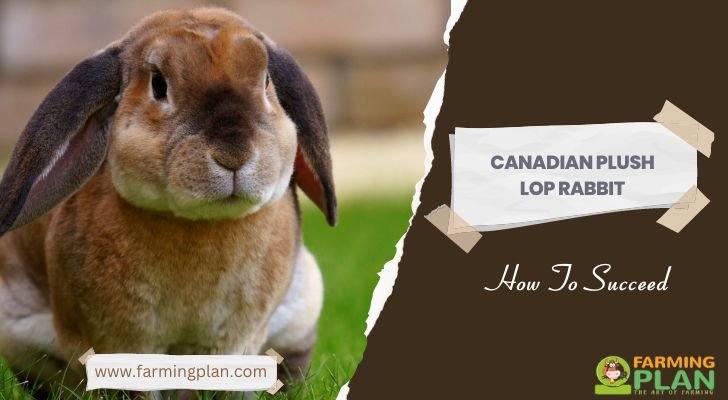 Canadian Plush Lop Rabbit
