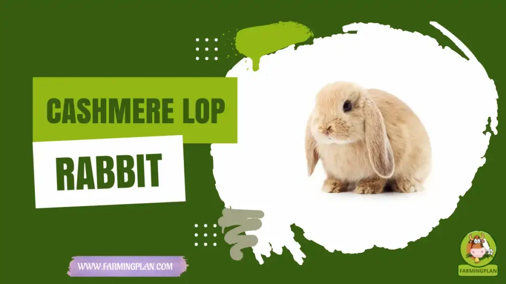 Cashmere Lop Rabbit