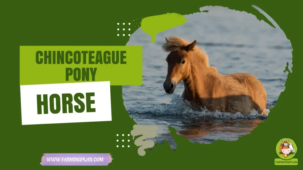chincoteague pony