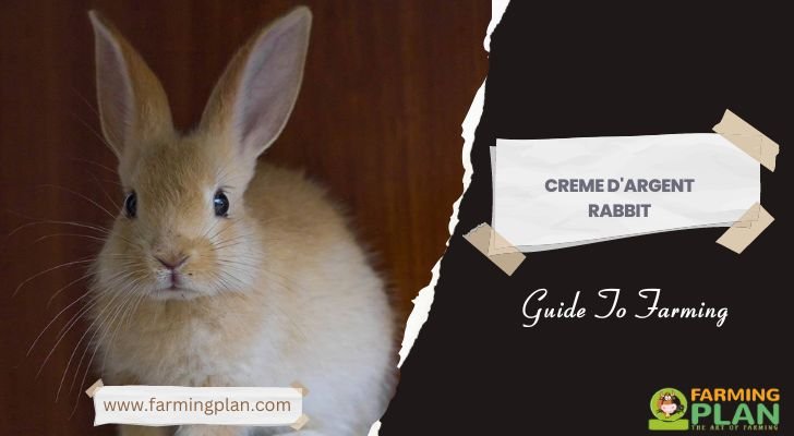 Creme d'Argent Rabbit