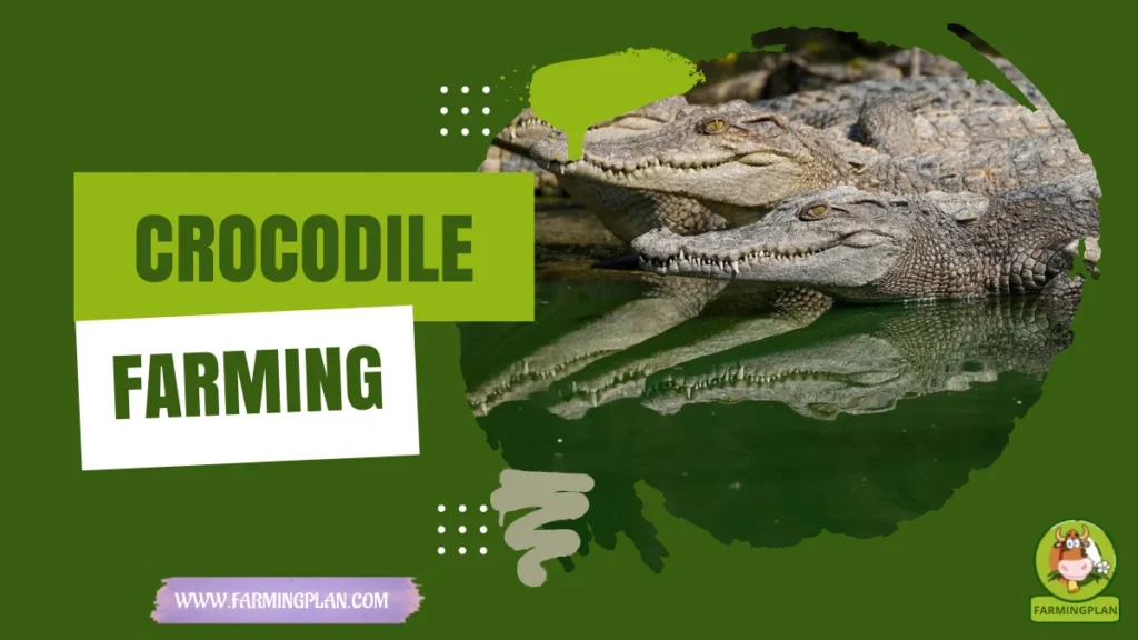 Crocodile Farming