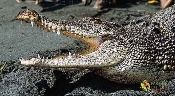 Crocodile farming business