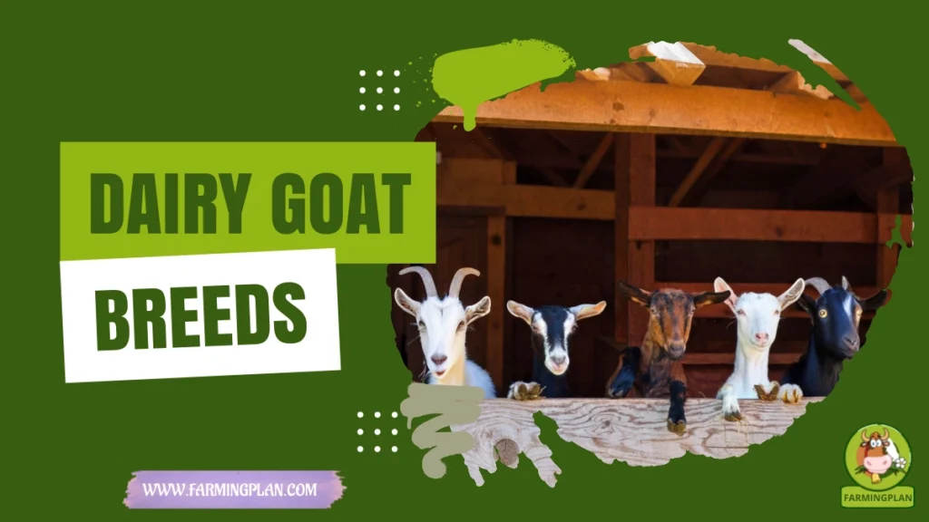 Dairy Goat Breeds