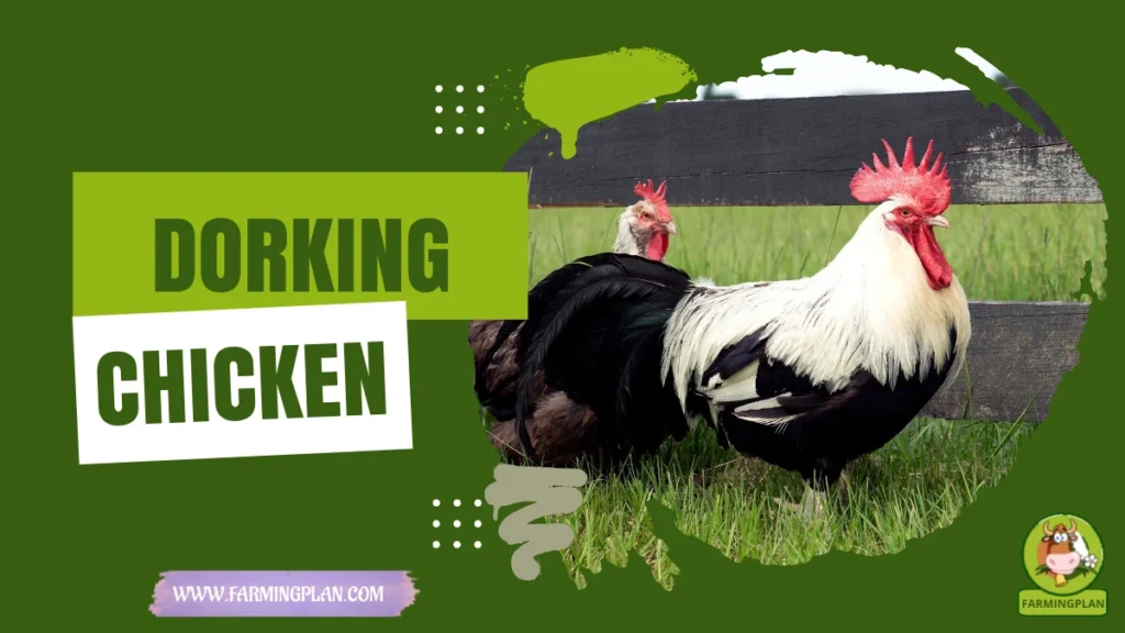 Dorking Chicken