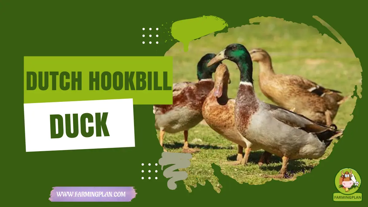 dutch hookbill duck