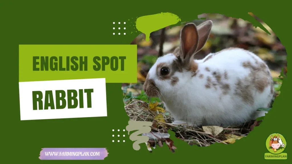 English Spot Rabbit