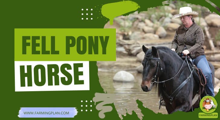 Fell Pony Horse