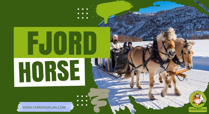 Fjord Horse
