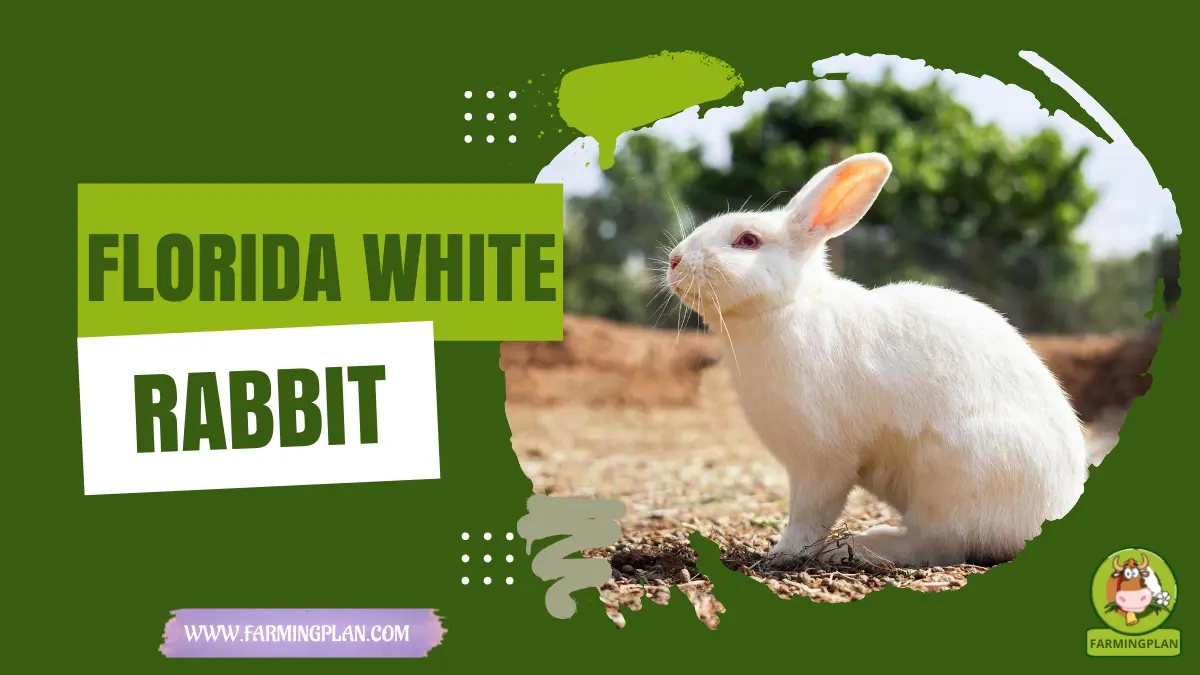 florida white rabbit