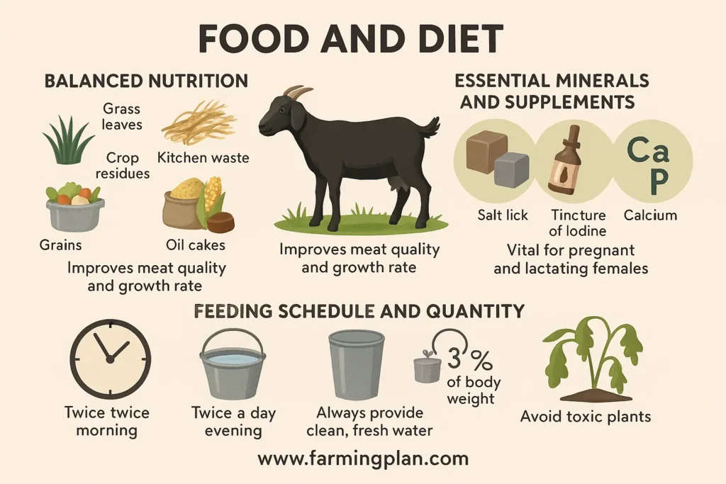 Food and Diet of the Black Bengal Goat
