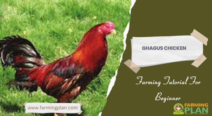 Ghagus Chicken