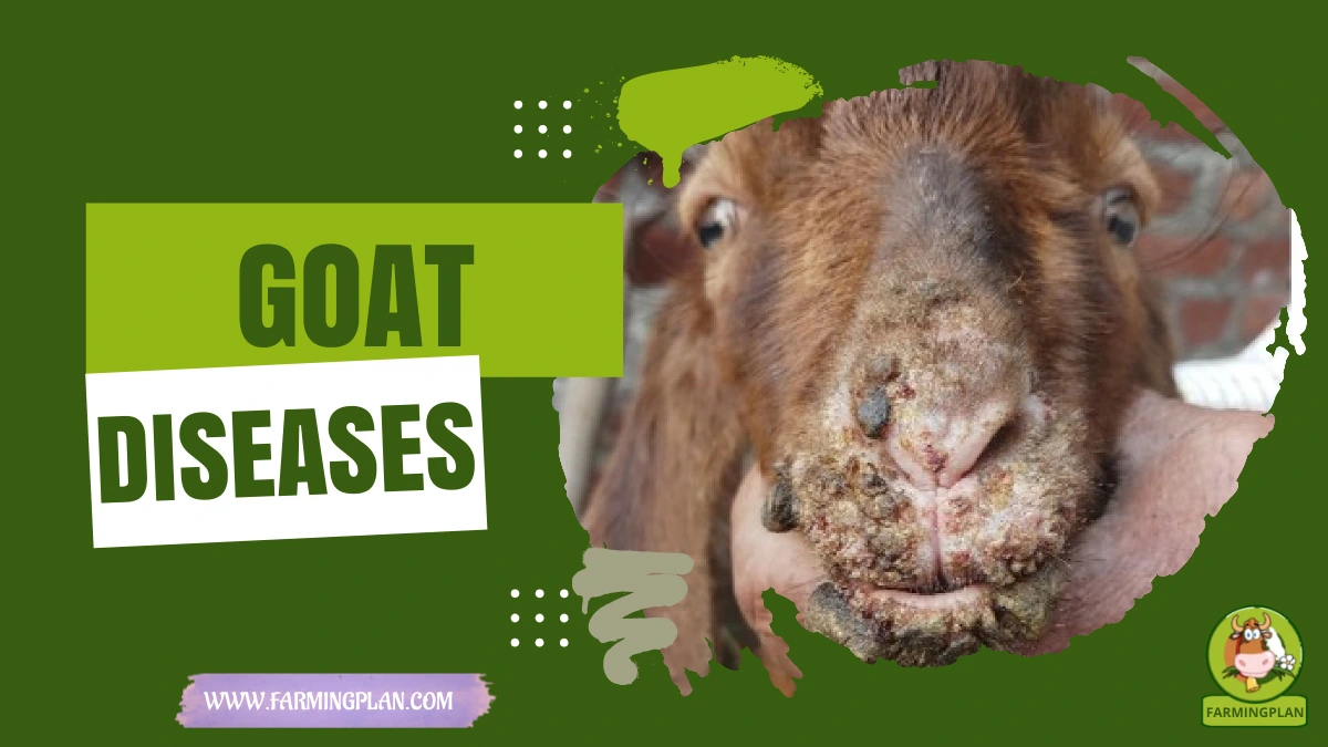 Goat Diseases