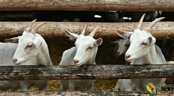Goat Fencing