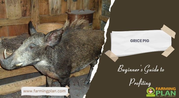 Grice Pig