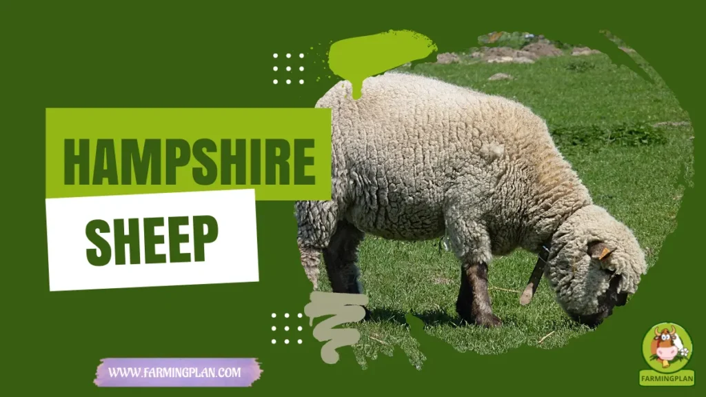 hampshire sheep