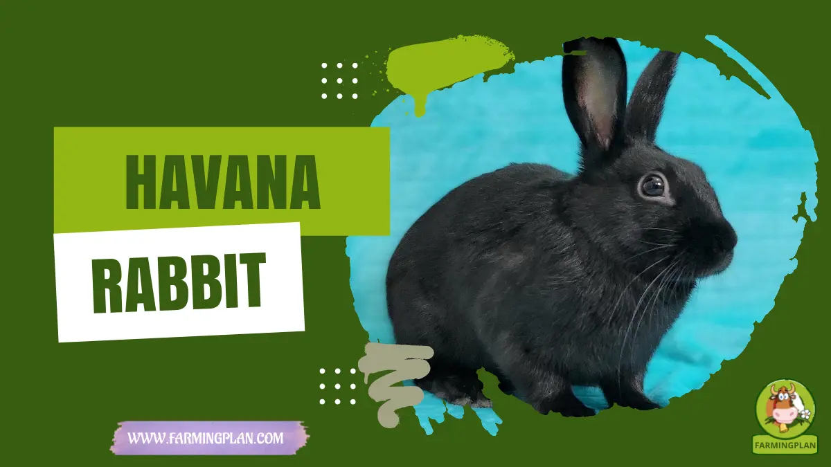 havana rabbit