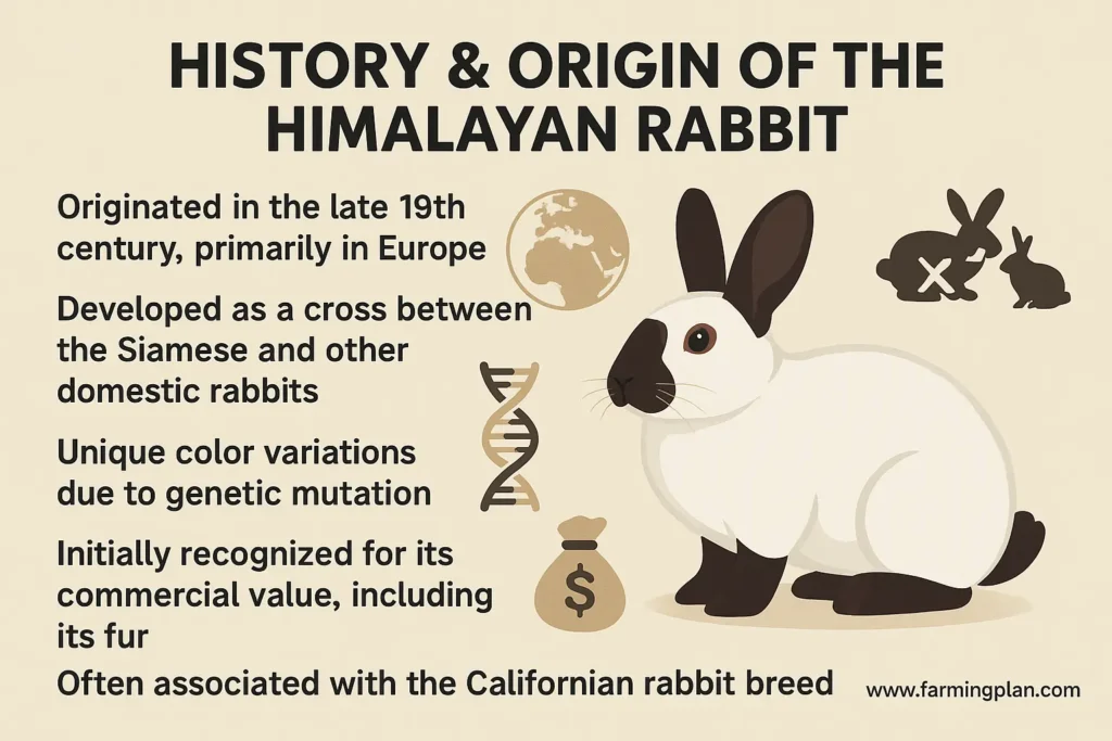 History and Origin of the Himalayan Rabbit