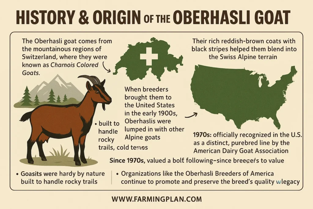 History & Origin of the Oberhasli Goat