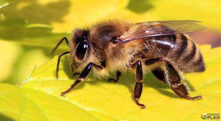Honey Bee Species