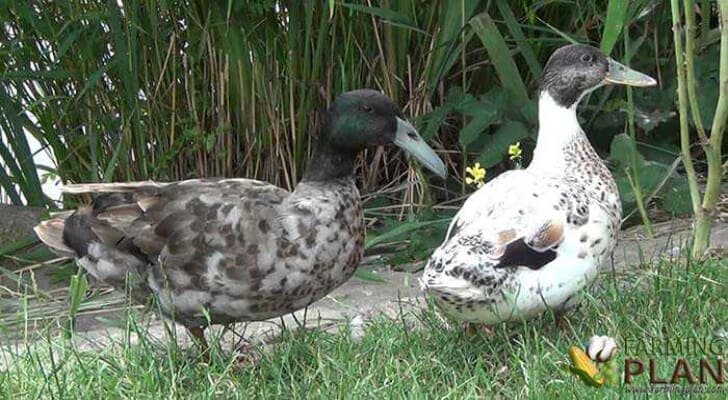 Hook Bill Duck