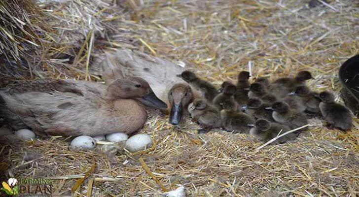Laying Ducks