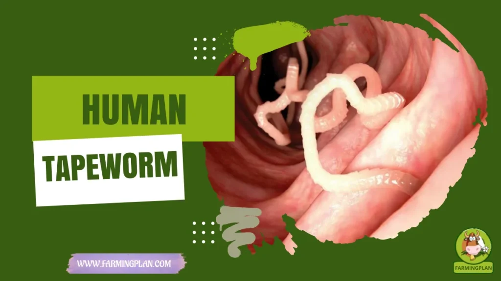 Human tapeworm
