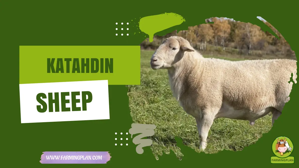 Katahdin sheep