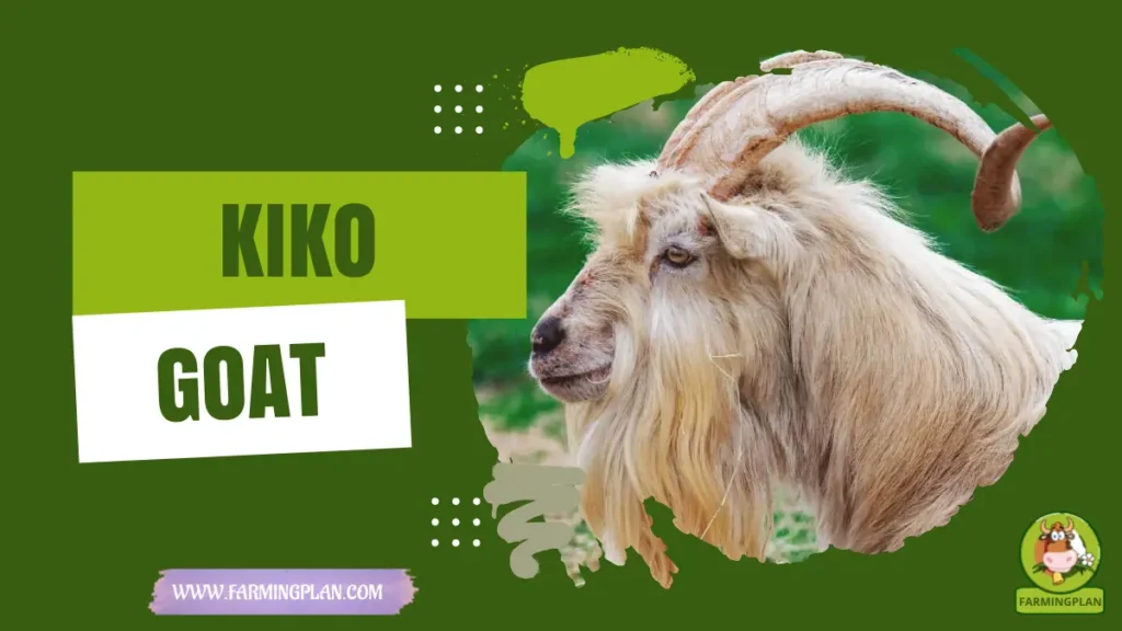 Kiko Goat