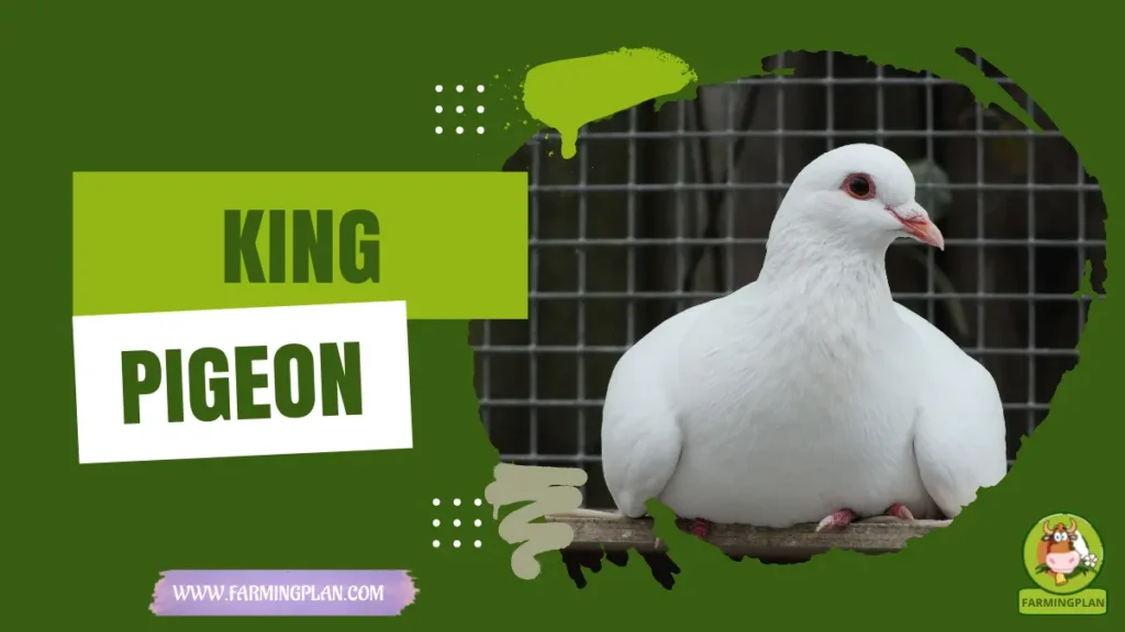 King Pigeon