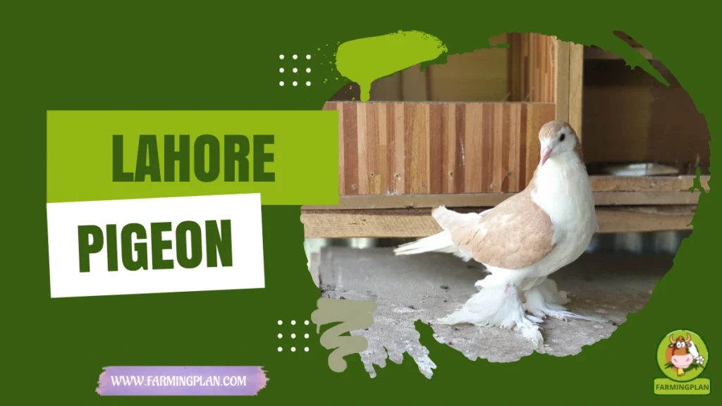 lahore pigeon