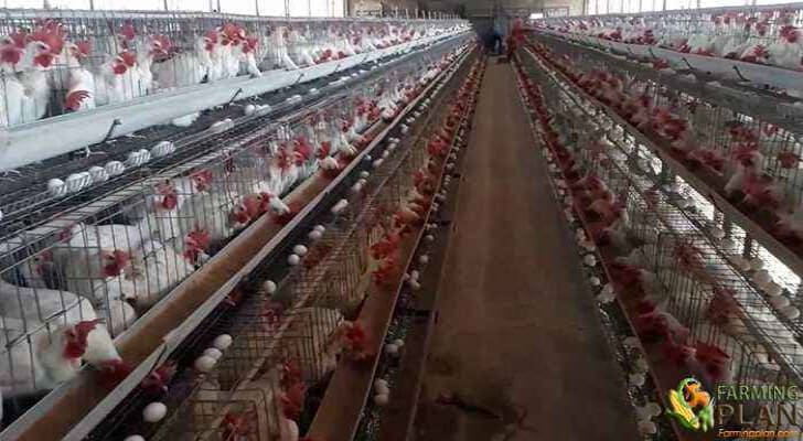 Layer Poultry Farming